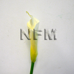 calla lilies white wholesale flower